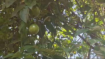 Ngentot Di Kebun, Tante Desa India Pamerin Memek Basah